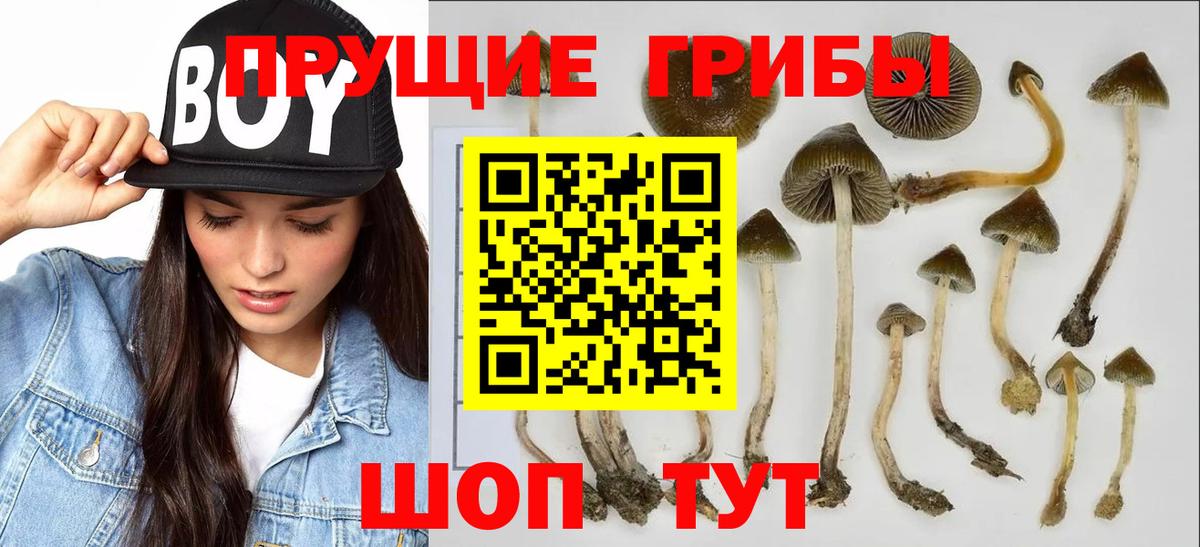 Кызыл  Галлюциногенные грибы Psilocybine cubensis  Вход с VPN  Псилоцибиновые грибы мицелий 